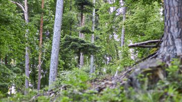 Mischwälder sind klimastabiler als Monokulturen.
