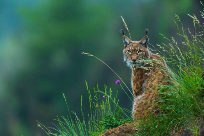 Ein Luchs (Lynx lynx) sitzt auf einer Wiese.